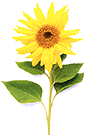 flowe03.gif